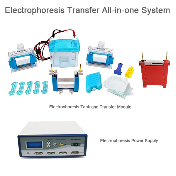 Electrophoresis Transfer All-in-one System